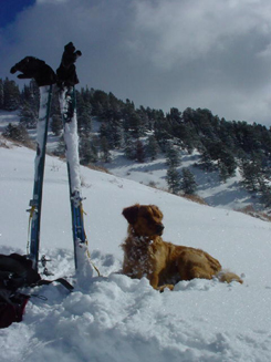dog, skiis, background mountains