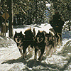 dogs pulling sled