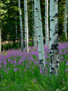 hiking in birch trees, flowers,  in spring